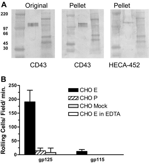 Figure 4. CLA+ CD43 displays E-selectin ligand activity in a blot-rolling assay. (A) Lysates of cultured CLA+ T cells were immunoprecipitated with anti-CD43 mAb 1G10 and the products were subjected to nonreducing SDS-PAGE. Representative Western blots stained for CD43 (mAb DF-T1) and CLA (mAb HECA-452). High-range (left) and full-range (right) molecular weight markers are included in the flanking lanes of each blot. Unmanipulated lysate (Original) shows 125- and 115-kDa CD43+ bands as seen in Figure 3. IP of CD43 results in recovery of both 125-kDa and 115-kDa CD43 (Pellet, CD43 stain). Staining of an identical blot for CLA (Pellet, HECA-452 stain) shows the 125-kDa isomer of CD43 bears CLA whereas the 115-kDa form does not. Blots from panel A were assayed for functional E-selectin ligand activity by blot-rolling analysis (B). E-selectin ligand activity was observed on immunoprecipitated 125-kDa CD43, but not immunoprecipitated 115-kDa CD43 (▪), was calcium dependent (5 mM EDTA, □). Neither form supported P-selectin () or control cell binding () in shear flow. Results shown are mean and SEM of 3 to 6 separate determinations on each band collected in 2 independent experiments.