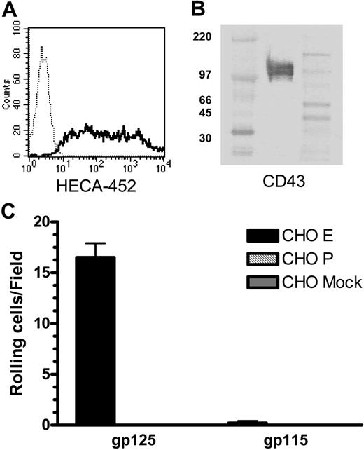 Figure 6. CD43 from fresh, resting human peripheral-blood T cells is decorated with CLA and binds E-selectin. (A) Purification of CLA+ T cells from peripheral blood was assessed by staining with anti-CLA mAb HECA-452 (solid line) versus unstained control cells (dotted line). Lysates of CLA+ peripheral-blood T cells were immunoprecipitated with anti-CD43 mAb 1G10 and subjected to nonreducing SDS-PAGE. (B) Western blots stained with anti-CD43 mAb DF-T1-biotin show 2 bands of 125 kDa and 115 kDa, similar to those seen with cultured T cells. High-range and full-range molecular weight markers were run in the left and right flanking lanes, respectively. (C) Blot-rolling analysis showed that CHO-E cells (▪), but not CHO-P () or mock-transfected CHO () cells, tether and roll on the 125-kDa isoform, but not the 115-kDa isoform, of CD43 from peripheral-blood T cells. Separation of CD43 from PSGL-1 in this IP was confirmed by the lack of CHO-E or CHO-P binding unstimulated or CLA+ stain in the 140-kDa region of these Western blots (not shown). CHO-E binding to 125-kDa CD43 was abrogated in the presence of 5 mM EDTA (not shown). Results shown are mean and SEM of 3 or more observations.