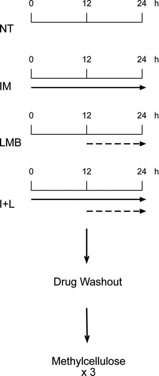 Figure 1. Treatment schedule followed in the study. CD34-positive cells from healthy individuals and Ficoll-gradient-purified myeloid progenitors from patients with CML were either left untreated (NT) or exposed to 10 μM IM (solid arrow) for 24 hours, 10 nM LMB (dashed arrow) for 12 hours, or a combination of the 2 drugs (I+L). In this case, cells were kept for 24 hours in IM, and LMB was added for the last 12 hours. At the end of each treatment cells were washed free of drugs and plated in triplicates in methylcellulose.