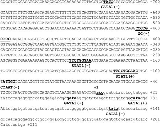 Figure 3. Schematic of the promoter region of the bone marrow stromal-cell antigen 2 gene. Putative promoter region, spanning 759 bp upstream of the translation start site ATG including 211 bp of exon 1 of the BST2 gene. Numbering is relative to the translation start site (+1). Potential cis-regulatory elements on the plus (+) and minus (-) DNA strands (determined by Transfac 3.2, MatInspector V2.2) are underlined and shown in bold.