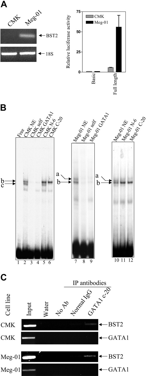 Figure 4. BST2 transcripts and promoter activity in AMkL cell lines; gel shifts with the +39/+65 BST2 probe. (A) Transcript levels of BST2 in the DS AMkL cell line, CMK, and non-DS AMkL cell line, Meg-01 (top panel), measured by real-time PCR, and BST2 promoter activities in CMK and Meg-01 cells (bottom panel), measured by relative luciferase activity following transient transfection of the cell lines with the BST2 reporter gene construct, pGL3B-BST2pro. Error bars indicate standard error of measurement of 3 independent experiments. (B) Gel shift assays were performed with CMK and Meg-01 nuclear extracts and the 32P-labeled +39/+65 BST2 oligonucleotide probe in the absence and presence of 100-fold molar excess commercial consensus GATA1 oligonucleotide. The specific DNA/protein complexes are indicated by lowercase letters. For the supershifts, GATA1 antibodies were added to the reaction mixtures and incubated for 30 minutes prior to separating the DNA/protein complexes. (C) In vivo binding of the long- and short-form GATA1 proteins to the BST2 promoter was confirmed by ChIP assays, as described in “Materials and methods.”