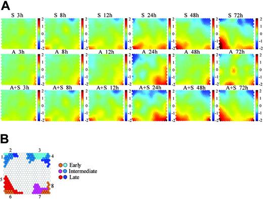 Figure 2. CPP-SOM of microarray data. (A) Illustration of self-organizing map outputs of microarray data by component plane presentations. Each presentation illustrates a sample specific global map in which all up-regulated units (red), down-regulated units (blue), and moderately regulated units (yellow and green) are well delineated, permitting direct comparison of regulatory status/biologic significance of clustered genes within and between treatment series (that is, imatinib mesylate treatment series (S series), ATO treatment series (A series), and imatinib mesylate plus ATO treatment series (A+S series), respectively, shown in rows 1, 2 and 3). Color index stands for log ratio with base 2. The brighter the color, the higher the ratio. (B) An enlarged grid ideogram summarizing modulated gene clusters shown on the component plane presentations. Seven major regulatory categories are recognizable. Each category appears to be associated with characteristic features: 1, regulators/players of cell cycle and survival; 2, members of BCR-ABL signaling and mitochondria respiration complexes; 3, regulators/players of cell cycle and negative regulators of the intrinsic apoptotic pathway; 4, members of BCR-ABL signaling and RNA splicing; 5, regulators/players of the intrinsic apoptotic pathway and erythroid differentiation; 6, transcription factors associated with cell apoptosis and erythroid differentiation; 7, molecules associated with oxidative stress; and 8, regulators/players of the extrinsic apoptotic pathway and negative regulators of cell survival/antiapoptosis.