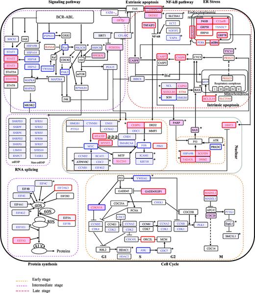 Figure 6. Ideogram illustration of dynamic changes underlying imatinib mesylate/ATO-induced apoptosis in CML. Genes modulated in the imatinib mesylate series are marked in red (up-regulation) and blue (down-regulation), whereas those modulated in the ATO series are framed by red (up-regulation) and blue (down-regulation), and those modulated in the cotreatment series are highlighted by pink (up-regulation) and light-blue (down-regulation) background. *Synergistically/additively affected genes in the cotreatment series. Unchanged genes are indicated in black-framed boxes. Molecular events at the early, intermediate, and late stages are rimmed, respectively, by yellow, pink, and red lines.