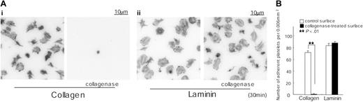 Figure 6. Adhesion to collagen but not laminin is inhibited by prior treatment with collagenase. (A) Coverslips were coated with 50 μg/mL collagen (i) or 50 μg/mL laminin (ii) as described in Figure 1. After rinsing with PBS, coverslips were incubated with 0.1 mg/mL collagenase in TES buffer containing 0.36 mM CaCl2 for 2 hours at 35°C. After washing with PBS, coverslips were blocked with 2% fatty acid–free BSA for 2 hours. Washed murine platelets (3 × 107/mL) were incubated with 2 mM GRGDS peptide and seeded on coverslips for 30 minutes at room temperature. Adherent platelets were fixed, permeabilized, stained, and photographed using fluorescent microscopy as described in Figure 1. (B) The number of adherent platelets was counted as described in Figure 3.