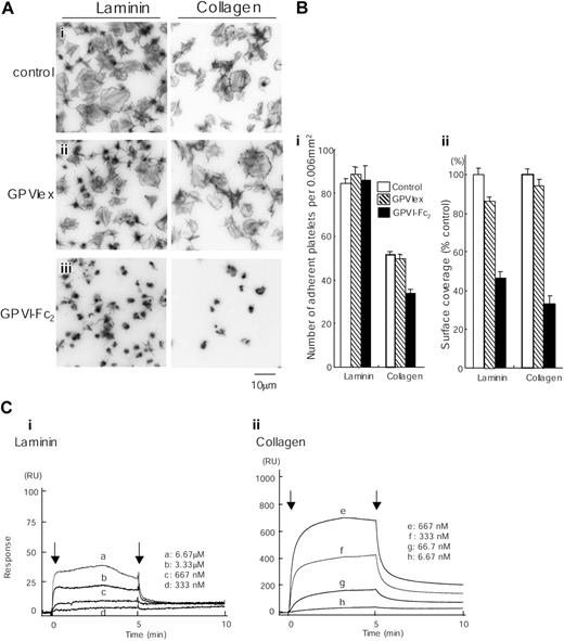 Figure 7. Spreading of human platelets on laminin is mediated through GPVI. (A) Coverslips were coated with 50 μg/mL laminin or 50 μg/mL collagen and blocked with 2% BSA. Washed human platelets (2 × 107/mL) were pretreated with PBS (i), 100 μg/mL GPVIex (ii), or 100 μg/mL GPVI-Fc2 (iii) in the presence of 1 mM GRGDS. Platelets were seeded on BSA-, laminin- or collagen-coated coverslips for 30 minutes at room temperature. Unbound platelets were removed, and adhered platelets were fixed, stained, and visualized as described in Figure 1. (B) (i) The number of adherent platelets was counted. The graph illustrates the mean number of adherent platelets ± SEM per 0.006 mm2 from at least 8 different images in 1 experiment, which is representative of 2 separate experiments. (ii) Total surface coverage of adherent platelets on laminin- or collagen-coated surfaces was measured. The graph illustrates the percent control surface coverage ± SEM per 0.006 mm2 from at least 8 different images in 1 experiment, which is representative of 2 experiments. (C) Different concentrations of GPVI-Fc2 were flowed over an immobilized laminin (i), collagen (ii), or a control surface. The arrows indicate the beginning and end of perfusion of GPVI-Fc2. The results are shown from 1 experiment that is representative of 4 others. RU indicates resonance units.