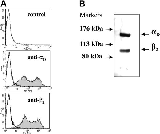 Figure 2. Analysis of integrin expression and heterodimer formation in HEK 293 cells transfected with wild-type αDβ2. (A) The binding of anti-αD-specific polyclonal antibody and anti-β2-specific mAb IB4 to the αDβ2-expressing cells was analyzed by flow cytometry. Results are presented as histograms with the logarithm of fluorescence intensity on the abscissa and the cell number on the ordinate. Control cells incubated with Alexa 488-conjugated secondary antibody are shown in the top panel. (B) Immunoprecipitation of biotin-labeled αDβ2. Cells (5 × 105) were labeled with biotin, lysed, and immunoprecipitated with 10 μg anti-β2 mAb IB4. The immunoprecipitates were analyzed by Western blotting using streptavidin conjugated to horseradish peroxidase. The integrin subunits were detected using an enhanced chemiluminescent substrate and exposed to Kodak BioMax film.