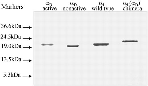 Figure 6. SDS-PAGE of generated I-domains. The I-domains were isolated from soluble fractions of E coli lysates and purified using affinity chromatography, and their purity was assessed by SDS-PAGE on a 12.5% gel under reducing conditions followed by staining with Coomassie blue.