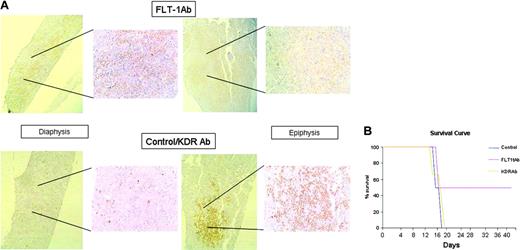 Figure 4. FLT-1 blockade modulates leukemia localization and survival of inoculated recipients. (A) Evidence for distinct BM localization of 697 cells, in untreated recipients or those treated with the neutralizing monoclonal Ab to FLT-1, 6.12 (FLT-1 Ab, administered every 2 days at 500 ng/injection). Bottom panels show evidence for the preferential localization of inoculated 697 cells in the epiphysis of the long bones of NOD-SCID mice (right, × 150 magnification; inset, × 200 magnification), visualized by human TdT staining as described in “Materials and methods.” Note the almost complete absence of TdT staining in the diaphysis of control or KDR Ab-treated mice (bottom left panel, inset). Top panels show BM of long bones of NOD-SCID recipients treated every 2 days with the FLT-1-neutralizing Ab 6.12. Results show a strong accumulation of TdT-positive leukemia cells in the diaphysis of the bone (top left panel, inset), whereas the epiphysis shows no evidence for the presence of 697 cells (top right panel, inset). The results shown are representative of 12 recipients for each condition, as determined in 3 independent experiments. (B) FLT-1 neutralization prolongs the survival of NOD-SCID mice inoculated with ALL cells. The results show a significant increase (P < .05, Kaplan-Meyer curve) in the survival of NOD-SCID mice inoculated with 697 cells and treated every 2 days with the FLT-1-neutralizing Ab 6.12 (FLT-1 Ab, 500 ng/injection). The results shown were obtained from 3 independent experiments (4 mice per condition in all experiments). Image acquisition performed as for Figure 3, except that a PLAN 10 ×/0.25 objective lens was used. Error bars indicate standard deviation.