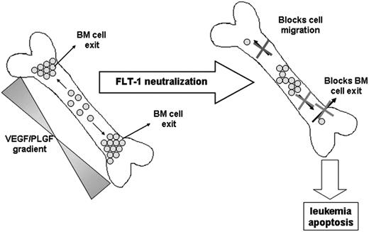 Figure 7. Proposed model for the role of FLT-1 in regulating leukemia growth and localization within the BM and in modulating the exit of ALL cells into the peripheral circulation.