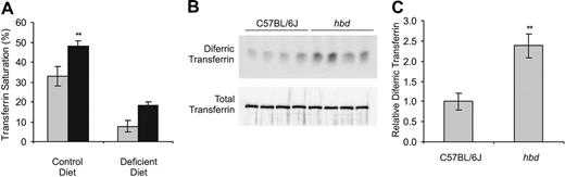 Figure 2. Transferrin saturation and diferric transferrin levels are increased in hbd mice. (A) Plasma transferrin saturation was measured in 10- to 12-week-old wild-type (C57BL/6J; ) and hbd (▪) mice on either a control or an iron-deficient diet (n = 7-11; **P < .01 relative to wild-type mice). (B) To determine the levels of diferric transferrin in wild-type and hbd mice on a control diet, rivanol extracts derived from the equivalent of 60 nL serum were subjected to urea polyacrylamide gel electrophoresis followed by Western blotting with an antibody to transferrin (top panel). Total transferrin levels determined by analysis of the same samples by sodium dodecyl sulfate–polyacrylamide gel electrophoresis (SDS-PAGE) followed by Western blotting demonstrated that there was no difference between C57BL/6J mice and hbd mice (bottom panel). Total transferrin was used as a loading control for the diferric transferrin gels because an independent measure of serum transferrin levels (total iron-binding capacity) showed no differences between the strains (data not shown). Four replicates are shown for each group. (C) Densitometric analysis of the gels shown in panel B. The graph shows the relative diferric transferrin levels expressed as a proportion of the control level of diferric transferrin in C57BL/6J mice. The data represent the mean ± SEM (n = 4; **P < .01).