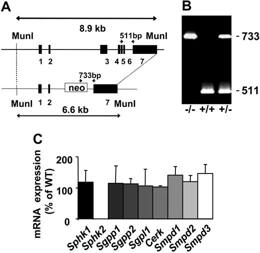 Figure 1. Disruption of the Sphk2 gene in the mouse genome by homologous recombination. (A) Schematic representation of the mouse Sphk2 locus before and after recombination. Homologous recombination removes exons 3 to 6. (B) Detection of knockout and WT alleles by PCR analysis of genomic DNA; bands of 511 and 733 bp are expected for +/+ and -/- animals, respectively, and both bands for heterozygotes. Locations of primers are indicated in panel A. (C) mRNA expression of Sphk1, Sphk2, Sgpp1, Sgpp2, Sgpl1, Cerk, Smpd1, Smpd2, and Smpd3 in kidneys of Sphk2-/- mice relative to WT as determined by quantitative real-time PCR. The data represent mean values ± SD, n = 3.