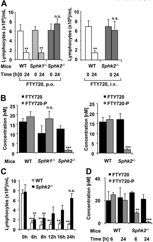 Figure 3. FTY720-P, but not FTY720 causes lymphopenia in Sphk2 knockout mice. (A) Lymphocyte counts in whole blood before and 24 hours after oral (left) or intravenous (right) treatment with 1 mg/kg FTY720. (B) FTY720 and FTY720-P plasma levels of the same individuals as in panel A at 24 hours. (C) Lymphocyte counts in whole blood before and after intravenous treatment with 1 mg/kg FTY720-P. (D) FTY720 and FTY720-P plasma levels 6 and 24 hours after dosage of FTY720-P. Results are expressed as the mean ± SD, n = 6. Statistical significance was calculated using Student t test (**P < .01; ***P < .001; n.s., not significant) in the case of panels A and C comparing lymphocyte counts before treatment (0 hours) to FTY720- or FTY720-P-treated groups, or for panels B and D comparing Sphk-null mice versus WT mice.