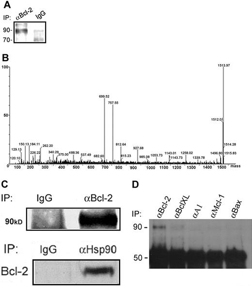 Figure 1. Identification of Hsp90β as a Bcl-2–interacting protein in RBL cells. (A) Bcl-2–interacting proteins were isolated by immunoprecipitation of Bcl-2 from RBL-cell lysates using an anti–Bcl-2 polyclonal antibody. The samples were electrophoresed on a 10% SDS polyacrylamide gel and then stained with a staining solution. (B) The bands at approximately 90 kDa were excised, digested with trypsin, and analyzed by mass spectrometry, as shown by the deconvoluted spectrum of the unknown protein. (C) Verification of the Hsp90β interaction with Bcl-2 in RBL cells by coimmunoprecipitation assays. Bcl-2 was immunoprecipitated from RBL-cell lysates, and Hsp90β was detected by Western blotting using a monoclonal anti-Hsp90 antibody. Results of 1 of 3 representative experiments are shown. Reciprocal coimmunoprecipitation: Hsp90 was immunoprecipitated from RBL-cell lysates, and Bcl-2 in complex was detected by a specific antibody. Results of 1 of 3 representative experiments are shown. (D) Hsp90 specifically interacts with Bcl-2 but not with other Bcl-2 family members. After immunoprecipitation of Bcl-2, BclXL, A1, Mcl-1, and Bax from RBL cells, the interaction of Hsp90β with these proteins was assessed by Western blotting using a monoclonal anti-Hsp90 antibody. Results of 1 of 3 representative experiments are shown.