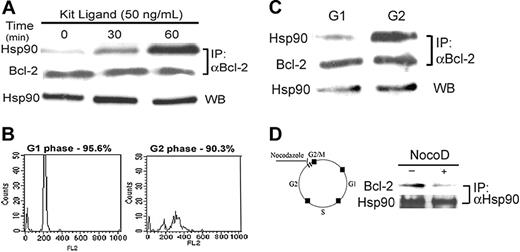 Figure 5. Effect of Kit ligand on the interaction between Hsp90 and Bcl-2 in BMMCs. (A) BMMCs underwent growth factor starvation for 2 hours, and then 50 ng/mL Kit ligand was added for various periods of time (0, 30, and 60 minutes). Bcl-2 was immunoprecipitated from the cell lysates by anti–Bcl-2. Its interaction with Hsp90 was determined by Western blotting with anti-Hsp90, as described in “Materials and methods.” Results of 1 of 3 representative experiments are shown. (B) BMMCs were synchronized by deprivation of IL-3 for 4 hours and then grown for more 24 hours in the presence of IL-3. After nuclear staining with PI, the cells were sorted by FACS into G1 and G2 phases, as described in “Materials and methods.” Results of 1 of 2 representative experiments are shown. (C) Bcl-2 was immunoprecipitated from G1 and G2 cell lysates, and the presence of Hsp90 was tested by Western blotting. Results of 1 of 2 representative experiments are shown. (D) BMMCs were treated with 15 μM nocodazole for G2/M arrest, and then Hsp90 was immunoprecipitated. The presence of Bcl-2 in the complex was tested using anti–Bcl-2 antibody. Results of 1 of 3 representative experiments are shown.