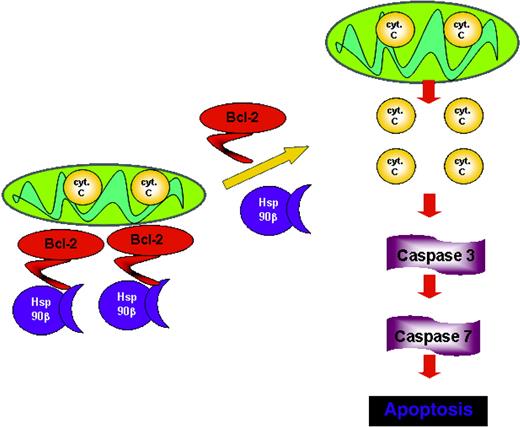 Figure 6. Proposed model for Bcl-2 function in mast cells. The association with Hsp90β promotes the antiapoptotic activity of Bcl-2, whereas the dissociation from Hsp90β leads to loss of Bcl-2 function.