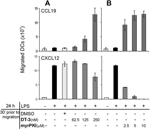 Figure 5. Inhibition of either cGK or cAK allows LPS-matured DCs to migrate toward CCL19, while migration toward CXCL12 requires cAK activity. iDCs were treated (▪) or not (□) with 0.3 μg/mL LPS for 24 hours. Cells were harvested, incubated with graded doses of either the cGK inhibitor DT-3 (A) or the cAK inhibitor myrPKI (B), and then tested for their chemotactic response toward CCL19 or CXCL12. Data shown are representative of 3 experiments using different donors.