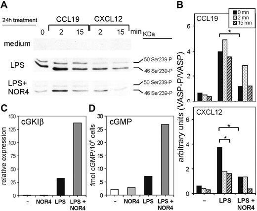 Figure 6. LPS induces cGK-dependent phosphorylation of VASP in DCs, which is inhibited by NOR4. iDCs were treated or not for 24 hours with 0.3 μg/mL LPS in the presence or absence of 100 μM NOR4. Cells from each group were then stimulated for the indicated times with either CCL19 or CXCL12. (A,B) Cell extracts were prepared and immunoblotted with anti–phospho-VASP antibody and then with anti-VASP antibody. (A) Antiphospho-VASP immunoblot of 1 representative experiment of 3 performed with cells from different donors. (B) Quantitative densitometric analysis of 3 different immunoblot experiments. The activated phospho-VASP expression was normalized to the total VASP. *P < .001, paired Student t test. (C) mRNA levels of cGKIβ determined by quantitative real-time RT-PCR. The relative expression of cGKIβ was normalized to the endogenous β-actin. Data shown are from 1 representative of 2 independent experiments giving the same results. (D) cGMP levels in cell extracts were measured with cGMP EIA assay. Data shown are representative of 2 independent experiments.