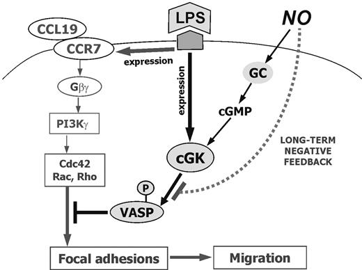 Figure 7. NO promotes LPS-mediated DC migration toward CCL19. LPS alone induces expression of cGK and phosphorylation of VASP, thereby preventing DCs from responding to CCL19 and migrating. NO releases DCs from this inhibition via a feedback inhibition pathway that blocks cGK-dependent phosphorylation of VASP.