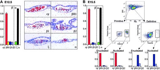 Figure 2. Changes in globin gene mRNA accumulation in primitive erythroid cells. (A) E12.5 and (B) E15.5 of mouse gestation. Relative levels (mean ± SEM of at least 3 independent experiments) of the β-globin genes (ϵy, βH1, β1, and β2) and of the α-globin genes (ζ, α1/α2) quantified by qPCR from nucleated primitive erythroid cells are shown on the left. Total β- and total α-like globin transcript levels are each considered as 1. Globin transcript accumulation in circulating blood cells at E12.5 visualized by in situ hybridization is shown in the right panels of A. Isolation by FACS of primitive and definitive orthochromatic erythroblasts and reticulocytes from E15.5 peripheral blood is shown on the right panels in B. These populations can be distinguished by forward-side scatter and further isolated as Ter119-positive cells (not shown). Orthochromatic erythroblasts can be distinguished from reticulocytes after staining RNA with thiazole orange and DNA with Hoechst. Also shown are the patterns of β-globin gene expression in each purified population quantified by qPCR. Late-stage primitive erythroid cells at E15.5 express predominantly ϵy-globin transcripts, while late stage definitive erythroid cells express only β1- and β2-globin transcripts. Images were processed as described in “Materials and methods.”