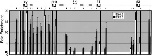 Figure 4. Histone modifications within the β-globin locus in primary primitive erythroid cells at E10.5 and E12.5 indicate that the ϵy- and βH1-globin genes are contained within a single, large, hyperacetylated domain. The β-globin locus is represented to scale at the top, with the active globin genes indicated by arrows and exons of these genes by the thickest portions of the line. Unlabeled, thicker lines represent the positions of β-globin pseudogenes. The positions of PCR-amplified regions analyzed in the ChIP assay are indicated immediately below. Shown in bar graph format are enrichments, relative to multiple control sequences derived from loci containing genes inactive in erythroid cells, of cross-linked chromatin samples immunoprecipitated using antiserum against histone H3 acetylated at lysines 9 and/or 16. Chromatin was isolated from peripheral blood at E10.5 (□) and E12.5 (▪). The border between shaded and unshaded regions in each graph represents relative enrichment of 1.0-fold (arrowhead). Values for enrichment greater than 20-fold have been truncated in this representation. Error bars represent SEM.
