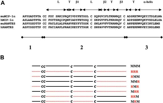 Figure 1. Design of first-generation MIP-1α/RANTES chimeras. (A) Alignment of the primary sequences of murine (mu) and human (h) MIP-1α and RANTES; the limits of the structural domains are shown above the sequence. L indicates loop; T, turn; and β, beta sheet. Subdivision of the sequences into N (1), C (3), and internal (2) sections is shown below the sequences. (B) Design of first-generation MIP-1α/RANTES chimeras: muMIP-1α sequences (MMM) are represented by bold lines and hRANTES sequences (RRR) by dotted lines. The conserved cysteine residues are represented by the letter C.
