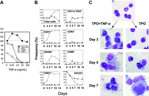 Figure 1. TNF-α inhibits the generation of megakaryocytic progenitors but increases the number of nonmegakaryocytic cells from CD34+ cells supported by TPO. (A) Human CD34+ cells at 7.5 × 105/mL were cultured with 100 ng/mL TPO in the presence of various concentrations of TNF-α ranging from 0 to 250 ng/mL. Seven days later, the total numbers of recovered cells (•) were counted, and CD41 (○), CD42b (□), and CD61 (⋄) expressions were examined by a cytofluorometer. The cell yields were represented as the percent relative to the total number of cells without TNF-α. Marker-positive cells were also shown as the percent of the total number of cells in an individual group. The result shown is representative of 3 independent experiments. (B) CD34+ cells were cultured as in panel A in the presence (•) or absence (○) of 100 ng/mL TNF-α. Cell counts and phenotype analyses were performed at various time points. The results shown are representative of 3 independent experiments. (C) Morphologic differences in the cells differentiated by TPO with and without TNF-α as in panel B. Cytospin specimens were stained with May-Grünwald-Giemsa solution at the indicated time points (× 1000).