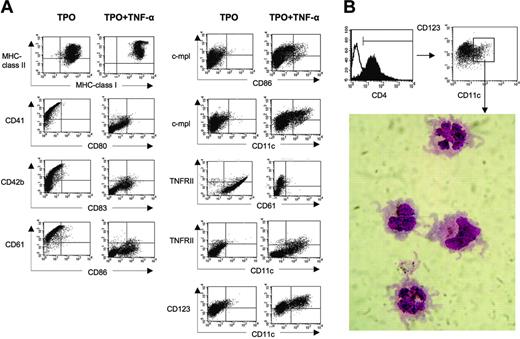 Figure 2. Phenotypic analyses of nonmegakaryocytic cells. (A) Cells generated after 7 days cultured as described for Figure 1 were assessed for their phenotype with cytofluorometer using various combinations of mAbs. (B) The purification of CD11c+ CD123+ cells and their morphology. Cytospin specimens of sorted CD11c+ cells were stained with May-Grünwald-Giemsa solution (arrow). Original magnification, × 1000.