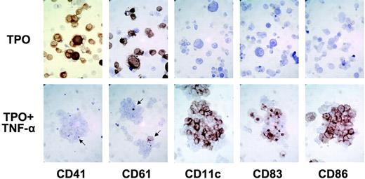 Figure 3. DCs develop in aggregates along with megakaryocytic cells in the presence of TPO and TNF-α. The aggregates formed were collected by gentle pipetting after 5 days of culture with TPO in the presence or absence of TNF-α as in Figure 2. The cytospin specimens were stained with megakaryocyte-specific and DC-associated markers. Original magnification, × 40.