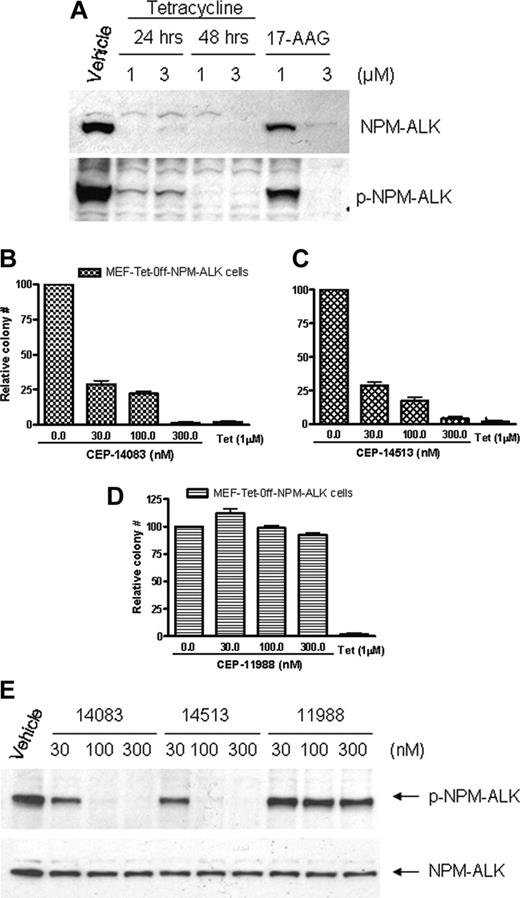 Figure 3. ALK inhibition-dependent attenuation of MEF-Tet-off-NPM-ALK cell colony formation in soft agar. (A) The MEF-Tet-off-NPM-ALK cells were treated with indicated concentrations of tetracycline for 24 or 48 hours or 17-AAG for 24 hours. The cells were lysed and the lysates were subjected to SDS-PAGE. After transfer, the members were blotted with either phospho-ALK or total ALK antibody. (B-D) The MEF-Tet-off-NPM-ALK cells were treated with indicated concentrations of CEP compounds or 1 μM tetracycline for 24 hours. The cells were diluted with 0.65% agar in culture medium with or without compounds or tetracycline and seeded on 35-mm3 culture dishes at density of 2 × 103/dish. The plates were cultured until individual colonies were formed. The values presented are the average of relative colony numbers from 2 independent assays with standard error. (E) For immunoblotting, the MEF-Tet-Off-NPM-ALK cells were treated with CEP compounds at indicated concentrations for 2 hours and lysed, and the lysates were subjected to SDS-PAGE. After transfer, the membranes were blotted with either phospho-ALK or total ALK antibody.