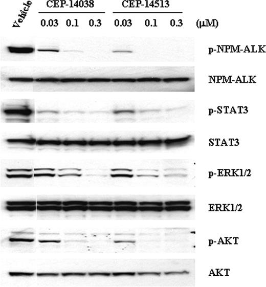 Figure 6. ALK inhibition leads to the attenuation of STAT3, ERK1/2, and AKT activation. Sup-M2 cells were serum-starved for about 24 hours by culturing in RPMI/0.1% FBS. The cells were then treated with indicated concentrations of compounds for 2 hours. Cells were lysed and the tyrosine phosphorylated and total NPM-ALK, P-AKT and total AKT, P-ERKs and total ERKs, and P-STAT3 and total STAT3, were detected by immunoblotting as described in “Materials and methods.”