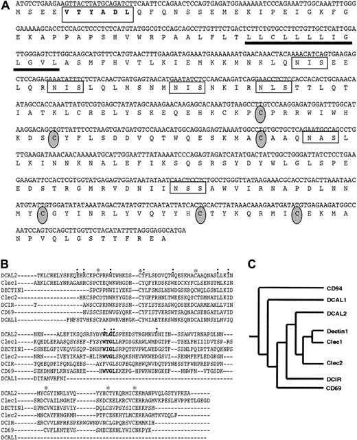 Figure 1. Human DCAL2 gene structure and sequence. (A) The nucleotide and protein sequence of hDCAL-2. The ITIM in the cytoplasmic tail is outlined and indicated in bold; the putative transmembrane region is underlined. The 6 cysteine residues that create 3 disulphide bonds in the CRD are circled and shaded, and 4 potential glycosylation sites are boxed. (B) Alignment of the hDCAL-2 CRD protein sequence with related CLRs. *Conserved cysteine residues; two dots, a conserved charge residues. The WIGL domain is shown in bold. (C) A phylogenetic tree of the CLRs most closely related to hDCAL-2.