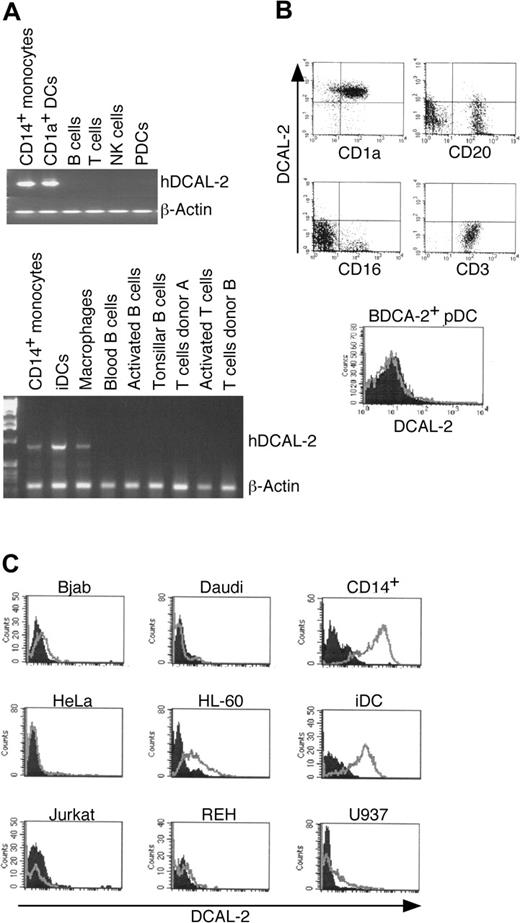 Figure 2. The mRNA and protein expression of hDCAL-2 is restricted to myeloid cells. (A) RT-PCR analysis of hDCAL-2 in a panel of primary cells shows that hDCAL-2 is expressed in human CD14+ monocytes, human iDCs, CD1a+ DCs, and macrophages but not in NK cells, PDCs, B cells, activated B cells (activated by IgM and anti-CD40 mAb for 24 hours), T cells, or activated T cells (activated by CD3 mAb). Results are representative of 3 different donors. (B) Fluorescence-activated cell sorter (FACS) analysis of hDCAL-2 in a panel of PBMCs shows that hDCAL-2 is expressed on human CD1a+ DCs but not on B cells, T cells, NK cells, or pDCs. Results are representative of 3 different donors. (C) FACS analysis of human primary cells and cell lines shows hDCAL-2 is expressed strongly on CD14+ monocytes and iDCs but only weakly on the HL-60, U937, and Nalm-6 cell lines. Results are representative of 3 independent experiments.
