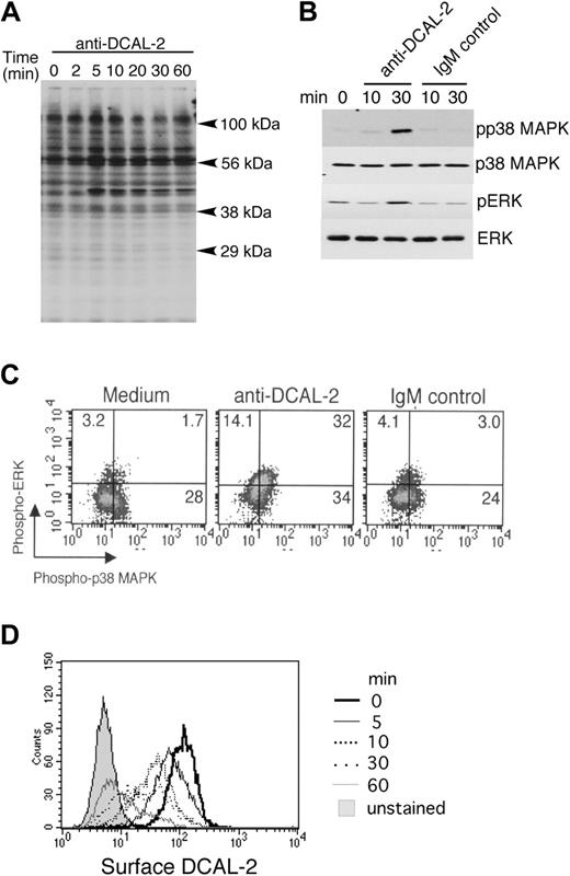 Figure 3. Ligation of hDCAL-2 on iDCs induces activation of kinases and receptor internalization. iDCs were stimulated with anti-DCAL-2 mAb for the indicated time periods before being lysed. Total cell lysates were used for Western blot and probed with (A) antiphosphorylated tyrosine Ab (4G10), (B) anti-phospho-p38 MAPK, anti-phospho-ERK antibody, and anti-total p38MAPK, and anti-ERK as loading control. (C) iDCs were stimulated with anti-DCAL-2 mAb or IgM control for 15 minutes. After washing with cold PBS, cells were fixed and then permeabilized in 90% methanol. Cells were then washed twice and stained with anti-phospho-ERK1/2-PE and anti-phospho-p38 MAPK-Alexa fluor 488. The cells were analyzed by FACS. (D) The internalization of DCAL-2 after ligand binding was measured after coating iDCs with anti-DCAL-2 using GAM Ig-FITC and flow cytometry as described in “Materials and methods.” Results are representative of 3 independent experiments.
