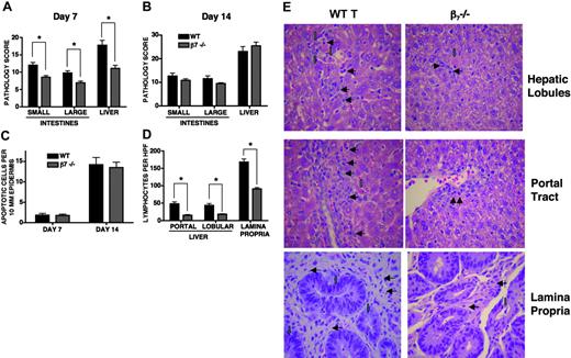 Figure 4. Recipients of β7-/- donor T cells have significantly less gastrointestinal target organ abnormality and no significant difference in skin GVHD. Lethally irradiated (1300 cGy) B10.BR recipients underwent transplantation with 5 × 106 WT TCD BM and either 1 × 106 WT or β7-/- splenic T cells. On day 7 (A) and day 14 (B), mice were killed and gastrointestinal target organs were harvested for evaluation of histopathology, as described in “Materials and methods.” Shown are combined results of pathology scores for 10 mice in each group (*P < .001). (C) Ear and tongue were harvested on days 7 and 14 for evaluation of skin histopathology. (D) Lymphocytes per high-power field (600 ×) from organs on day 7. Shown are results of 5 fields per organ. *P < .001 (n = 10). (E) Representative photomicrographs from day-7 organs. Green arrows show typical apoptotic cells, and black arrows show typical lymphocytes. Original magnification × 600. Images were captured with an Olympus BX 40 microscope (Olympus, Melville, NY) equipped with a 10 ×/0.40 numerical aperture objective lens. Image acquisition was performed with a JVC GC-Qx 5HDU digital camera (JVC, Wayne, NJ).