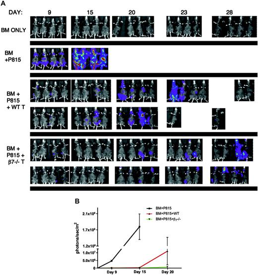 Figure 7. Spatiotemporal analysis of alloreactive T cells and tumor cells by bioluminescence imaging after allogeneic BMT. Lethally irradiated (1300cGy) B6D2F1 recipients underwent transplantation with 5 × 106 WT TCD BM and either 0.5 × 106 WT or β7-/- splenic T cells. P815 tumor cells (0.5 × 106) that had been transduced with an LTR-HSV1 TK-EGFP-Luc retroviral vector were infused into each mouse at the time of transplantation. (A) Mice were tracked for in vivo luminescence 10 minutes after intraperitoneal injection of firefly luciferin. (B) Average luminescence, quantified as photons per sec/m2 at time points with all mice still alive, demonstrates delay in tumor growth in recipients of β7-/- T cells (P = .08).