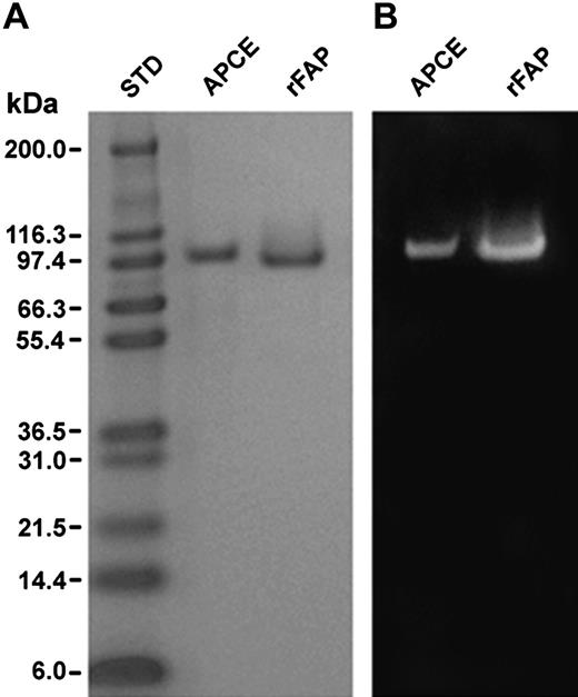Figure 1. SDS-PAGE and Western blot analysis of purified APCE and rFAP. (A) Coomassie-stained reduced SDS-PAGE analysis on a 4% to 12% gradient gel. (B) Western blot of a duplicate gel to that in panel A, using a monoclonal antibody (F19) to native FAP. Although the loading in each lane (1.4 μg protein) is equivalent, the F19 antibody appears to bind rFAP to a greater extent, possibly relating to differences in glycosylation.