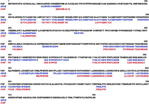 Figure 3. Sequence alignment. FAP sequence (black) from GenBank (accession no. NM_004460) aligned with APCE (blue) and rFAP (red) N-terminal sequences and tryptic peptides characterized by LC/MS/MS.
