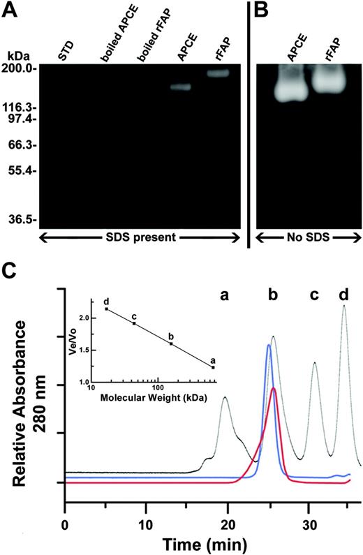 Figure 4. Comparison of APCE with rFAP for molecular size and gelatinase activity. A protein load of 1.4 μg was applied to each electrophoretic lane. Each was stained with Coomassie brilliant blue G-250. Clear zones are due to gelatinase activity. (A) Electrophoresis in the presence of SDS on polyacrylamide gel containing copolymerized gelatin. (B) Electrophoresis in the absence of SDS, but on the identical type of gel. Comparable gelatinolysis is observed for the 2 enzymes; however, the mobilities of the single broad zones of lysis differ slightly and cannot be related to molecular weight standards because electrophoresis was done without SDS. (C) Analytical size exclusion chromatography of APCE (blue) and rFAP (red). Standard (black): a, thyroglobulin (670 kDa); b, γ-globulin (158 kDa); c, ovalbumin (44 kDa); and d, myoglobin (17 kDa). The inset shows a standard plot of the logarithmic molecular weight against the elution volume (Ve)/void volume (Vo).