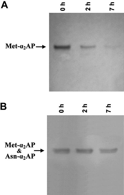 Figure 5. Immunoblots of Met-α2AP cleaved by rFAP to Asn-α2 AP. Met-α2AP was incubated with purified rFAP (0.2 μg) for selected times as shown at the top of each lane. At each time the incubation mixture was analyzed using 2 different antibodies. (A) rFAP diminished Met-α2AP band intensity with time as determined by immunoblotting with an antibody specific for the N-terminal peptide of Met-α2AP. (B) The α2AP band intensity was not diminished when blotted by an antibody to the C-terminal region common to both Met-α2AP and Asn-α2AP.