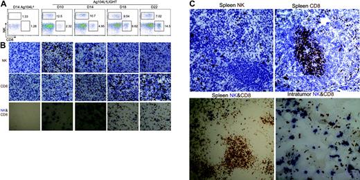 Figure 2. NK cells dramatically increase inside Ag104 Ld LIGHT tumor. (A) Intratumor NK cells dramatically increased at an early stage of tumor growth, CD8+ T cells increased at a late stage. Tumor tissues from Ag104 Ld- or Ag104Ld LIGHT-bearing mice were collected at days 10, 14, 18, and 22. Single cells were obtained by collagenase D digestion and stained with anti–NK1.1-conjugated PE and anti–CD8-conjugated APC. The lymphocyte area was gated for analysis. Data are representative of at least 3 independent experiments. (B) Dynamic change of increased infiltration of NK and CD8+ cells inside the tumor by immunohistochemical staining. Frozen sections of the indicated tumor tissues were stained with NK-specific receptor marker anti-Ly49G2, anti-CD8, or together. Results shown represent 1 of 3 independent experiments. (C) NK cells distribute closely to CD8+ T cells inside Ag104Ld LIGHT tumor tissues. NK and CD8+ T cells separate at different zones in spleens of Ag104Ld LIGHT tumor. Data shown represent 1 of 3 independent experiments. Images were acquired through an Olympus BX41 microscope equipped with a 20 ×/0.50 objective lens and a 10 ×/0.22 eyepiece (Olympus America, Melville, NY), for a total original magnification of × 200. An Axiocam camera and Axiovision 3.0 software (Carl Zeiss Microimaging, Thornwood, NY) were used to capture and process images.