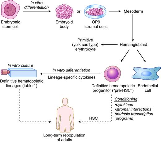 Figure 1. In vitro hematopoiesis from ES cells. The solid arrows indicate established methods to produce specific hematopoietic lineages. The dashed arrows indicate potential future therapeutic applications to be derived from human ES cells. HSC indicates hematopoietic stem cell.