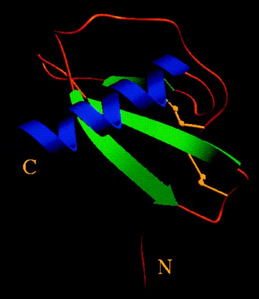 The 3-dimensional structure of murine MIP-1α. The 310 helical turn is located on the loop that sits C-terminal to the first two cysteine residues. Image provided courtesy of Gerard J. Graham and Neil W. Isaacs; used with permission.