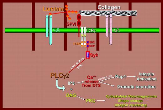 Receptors for 2 different extracellular matrix proteins use the GPVI/FcRγ chain complex for signal transduction. Upon binding of laminin to integrin α6β1 (blue, left) or of collagen to integrin α2β1 (pink, right), tyrosine residues within the ITAMs of the FcRγ chain signaling subunit of the GPVI/FcRγ chain complex become phosphorylated, recruit the Syk tyrosine kinase, and assemble a signaling complex that activates phospholipase Cγ2 (PLCγ2). Activation of PLCγ2 ultimately results in cytokskeletal changes, granule secretion, and activation of cell-surface integrins involved in platelet-matrix and platelet-platelet interactions. This pathway was previously thought to operate exclusively in response to collagen and collagen-related snake venom peptides.