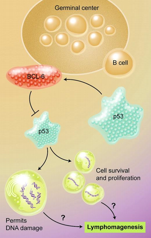 p53 induces expression of BCL6. BCL6 represses the transcription of p53, allowing continuous cell survival and proliferation in the face of DNA damage, and these changes may lead to lymphoma. Illustration by A. Y. Chen.