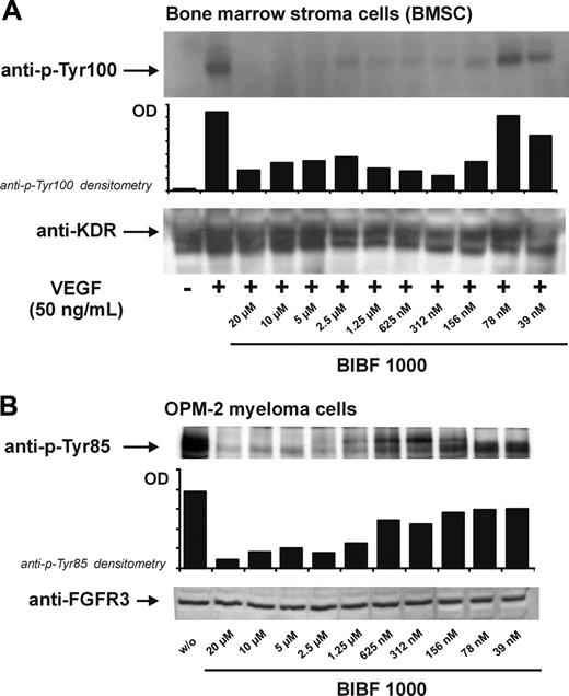 Figure 1. Inhibition of VEGFR2 (KDR) and FGFR3 phosphorylation by BIBF 1000. (A) Cultured marrow stroma cells were exposed to VEGF (50 ng/mL) in the presence of increasing concentrations of BIBF 1000 for 5 minutes. Dose-dependent abrogation of VEGFR2 phosphorylation (top: anti–p-Tyr100 immunoblots, densitometry) and corresponding immunoblots of total VEGFR2 (bottom) are shown. (B) OPM-2 cells known to express a constitutively active FGFR3 mutant were incubated with increasing concentrations of BIBF 1000 for 5 minutes. FGFR3 phosphorylation was inhibited in a dose-dependent manner (top: anti–p-Tyr85 immunoblots, densitometry). Bottom panel shows corresponding immunoblots of total FGFR3.