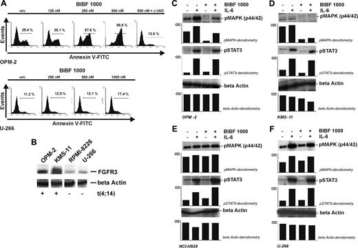 Figure 7. BIBF 1000–induced apoptosis in t(4;14)–positive myeloma cells and related inhibition of MAPK (p44/42) phosphorylation. (A) Dose-dependent induction of apoptosis in t(4;14)–positive, FGFR3-overexpressing OPM-2 cells by BIBF 1000 (125-500 nM, top). Induction of apoptosis was completely reverted by the pan-caspase-inhibitor z-VAD-FMK (100 μM). No significant BIBF 1000-induced apoptosis occurred in U-266 cells serving as a t(4;14)–negative control (bottom). (B) FGFR3 protein expression in t(4;14)–positive OPM-2 and KMS-11 versus t(4;14)–negative RPMI-8226 and U-266 cells. Representative immunoblots are shown. (C) Inhibition of MAPK phosphorylation in t(4;14) OPM-2 cells. Constitutive and IL-6–induced MAPK phosphorylation were almost completely or partially inhibited by BIBF 1000, whereas STAT3 phosphorylation was not affected. (D) Inhibition of MAPK phosphorylation in t(4;14) KMS-11 cells. Results were similar to those obtained with OPM-2 cells. (E-F) Neither MAPK nor STAT3 phosphorylation were altered by BIBF 1000 in N-Ras mutated t(4;14)–positive NCI-H929 cells (E) and in t(4;14)–negative U-266 cells (F). In panels C through F, myeloma cell lines were starved for 2 hours and exposed to IL-6 (10 ng/mL) and/or BIBF 1000 (500 nM) for 5 minutes prior to extraction of proteins by RIPA-buffer containing protease and phosphatase inhibitors.