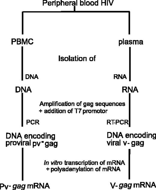 Figure 1. Amplification procedure for autologous proviral pv-gag and pv-env and plasma viral v-gag and v-env mRNA.