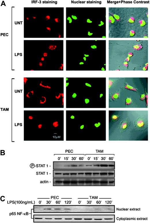 Figure 5. Divergent regulation of the NF-κB and IRF-3/STAT1 pathway in TAMs. (A) Laser confocal microscopic representation of IRF-3 activation in TAMs. Untreated or 2-hour LPS-treated (100 ng/mL) PECs and TAMs were stained for IRF-3 (red) or with SYTO for nuclear counter-staining (green) and visualized by laser confocal microscopy. Panels represent IRF-3 staining, nuclear staining, and merge plus phase-contrast images (left to right). (B) STAT1 activation in TAMs. Western blot (WB) for phospho-STAT1 expression. The cell lysates from untreated or LPS-treated (100 ng/mL) PECs and TAMs for the indicated time points were probed first in WB with phospho-STAT1 antibody and reprobed with STAT1 antibody. Equal loading is visualized by actin expression. (C) Nuclear translocation of p65 NF-κB subunit. Western blot for p65 NF-κB subunit protein in the nuclear extracts of untreated or LPS-treated PECs and TAMs for the indicated time periods. Bottom panel shows cytoplasmic levels of the same. Results are representative of 3 independent experiments.