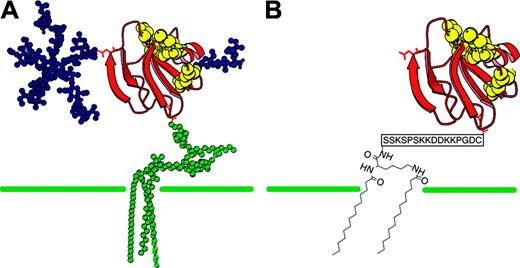 Figure 1. CD59 structure. (A) Native GPI-anchored CD59 compared with (B) rhCD59-P structure. The membrane-localizing unit in rhCD59-P comprises 2 myristoyl groups linked to a common N-terminal lysine residue in a charged hydrophilic peptide terminating in a cysteine residue. A 2-site interaction of such molecules with the hydrophobic interior of the membrane bilayer and with phospholipid headgroups is proposed to account for the affinity of this structure for outer cell membranes.20 The unit is linked to the C-terminus of recombinant human CD59 through an unpaired cysteine residue in the latter.