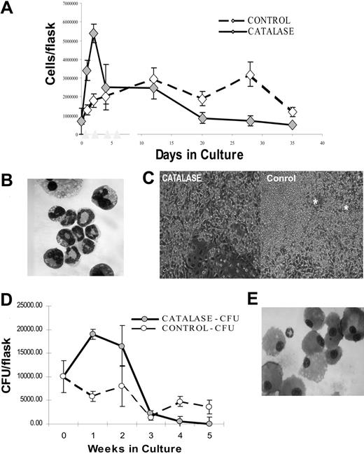 Figure 1. Effect of catalase treatment on LTBMCs. (A) Nonadherent cells recovered in control and catalase-treated (100 μg/mL) cultures (mean per culture ± SD). Low-density, nonadherent cells were cultured as described in “Materials and methods.” Each point is the mean of 3 to 5 replicate cultures. The results illustrated are representative of those found in greater than 10 repetitions of this experiment. (B) Wright-Giemsa-stained cytospin of the nonadherent cells removed from the culture after 1 week. There is a preponderance of granulocytes at varying stages of maturation. Original magnification, × 600; 60×/1.40 numeric aperture (NA) objective on a Leitz ortholux microscope (Leica Microsystems, Bannockburn, IL) and a Nikon D100 digital camera (Melville, NY). (C) Photomicrograph of phase contrast images showing differences in control and catalase-treated (100 μg/mL) cultures after 24 days of culture. Original magnification, × 100; 10 ×/0.25 NA objective. * indicates the cobblestone areas. The images were obtained using a Nikon D100 digital camera mounted on a Nikon inverted microscope. (D) CFU-Cs in the nonadherent cells recovered from control and catalase-treated (100 μg/mL) cultures. (E) Wright-Giemsa-stained cytospin of the nonadherent cells removed from the culture illustrated in panels A and D after 3 weeks. Almost all of the cells appear to be mature monocytes and/or macrophages. Original magnification, × 600 as described. (A, D) Error bars indicate SD of the mean.